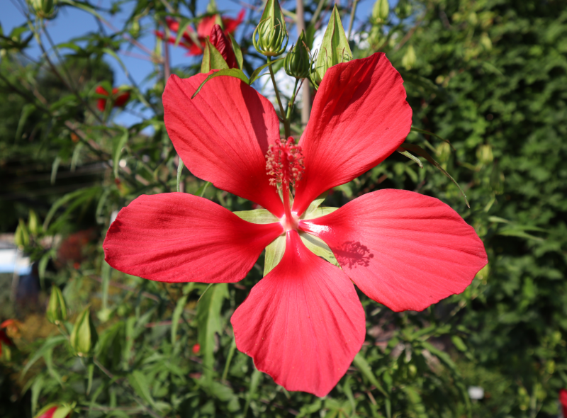 Scharlach Hibiskus